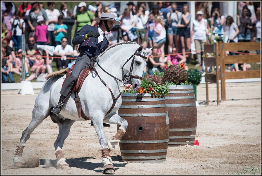 Pferd International 104